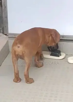 1-3 months Female Purebred Boerboel