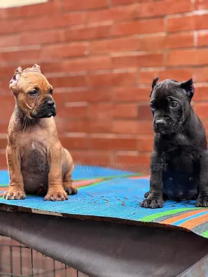 1-3 months Female Purebred Cane Corso