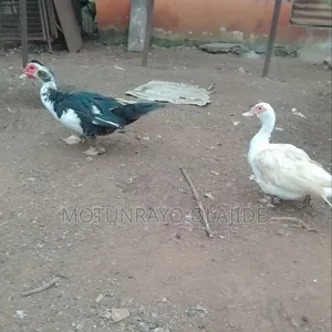Male and Female Duck Available for Sale