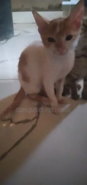 1-3 months Female Purebred Persian