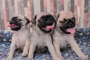 1-3 months Male Purebred Pug