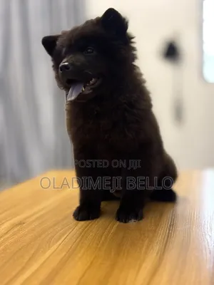 1-3 months Female Purebred Chow Chow