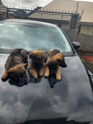 1-3 months Male Purebred German Shepherd