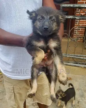 1-3 months Male Mixed Breed German Shepherd