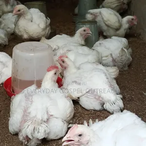 6 Weeks Old Broilers Now Available for Sale!