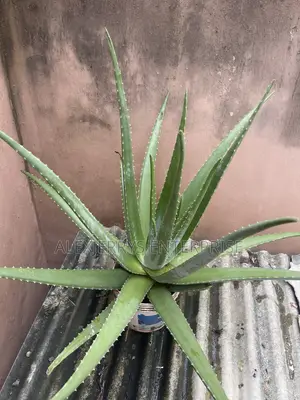 Giant Aloevera Plant