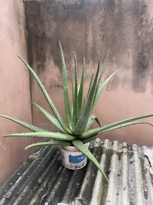 Giant Aloevera Plant