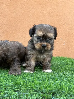 1-3 months Female Purebred Lhasa Apso