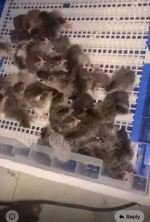 Day Old Guinea Fowls and Ducklings