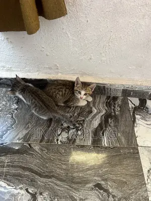 1-3 months Male Purebred Tabby