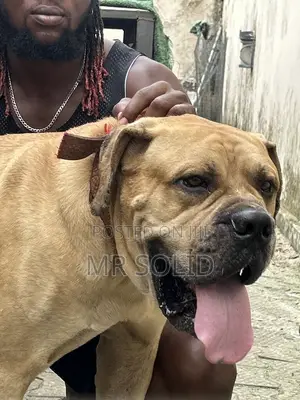 1+ year Male Purebred Boerboel