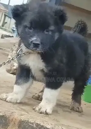1-3 months Female Purebred Caucasian Shepherd