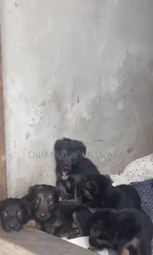 1-3 months Female Purebred German Shepherd