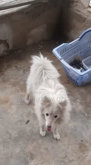 3-6 months Male Purebred American Eskimo