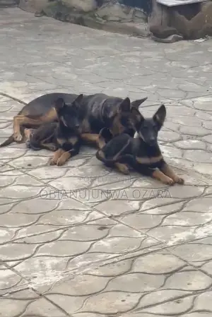 1-3 months Female Purebred German Shepherd