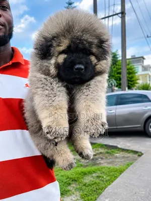 1-3 months Male Purebred Caucasian Shepherd