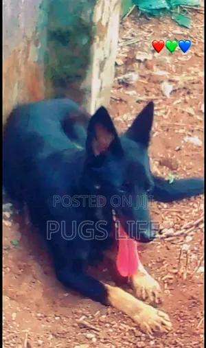 6-12 months Female Purebred German Shepherd