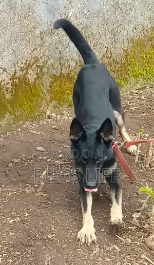 6-12 months Female Purebred German Shepherd
