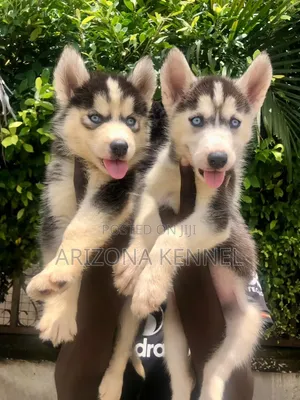 1-3 months Female Purebred Siberian Husky