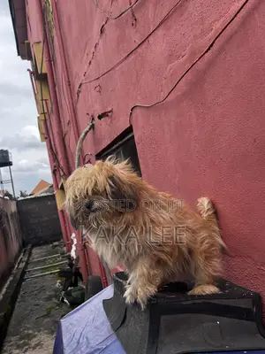 1+ year Female Purebred Lhasa Apso