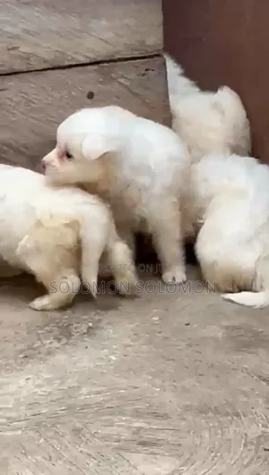1-3 months Male Purebred American Eskimo