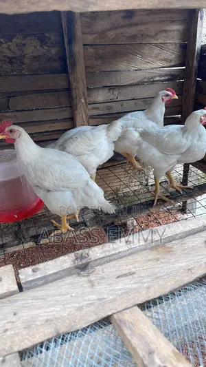 Broiler Available