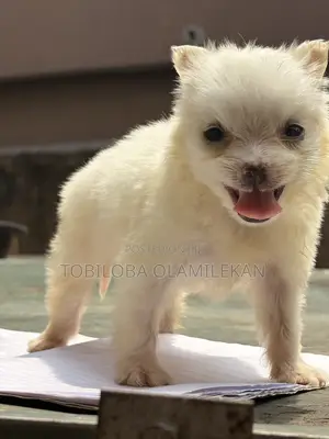 1-3 months Female Purebred American Eskimo