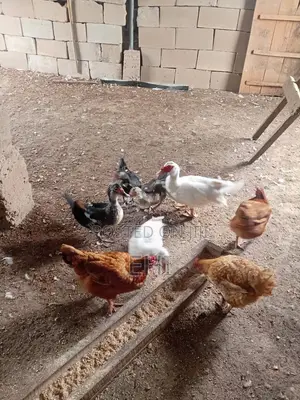Laying Muscovy Ducks, White Drake, and Adult Pekins for Sale