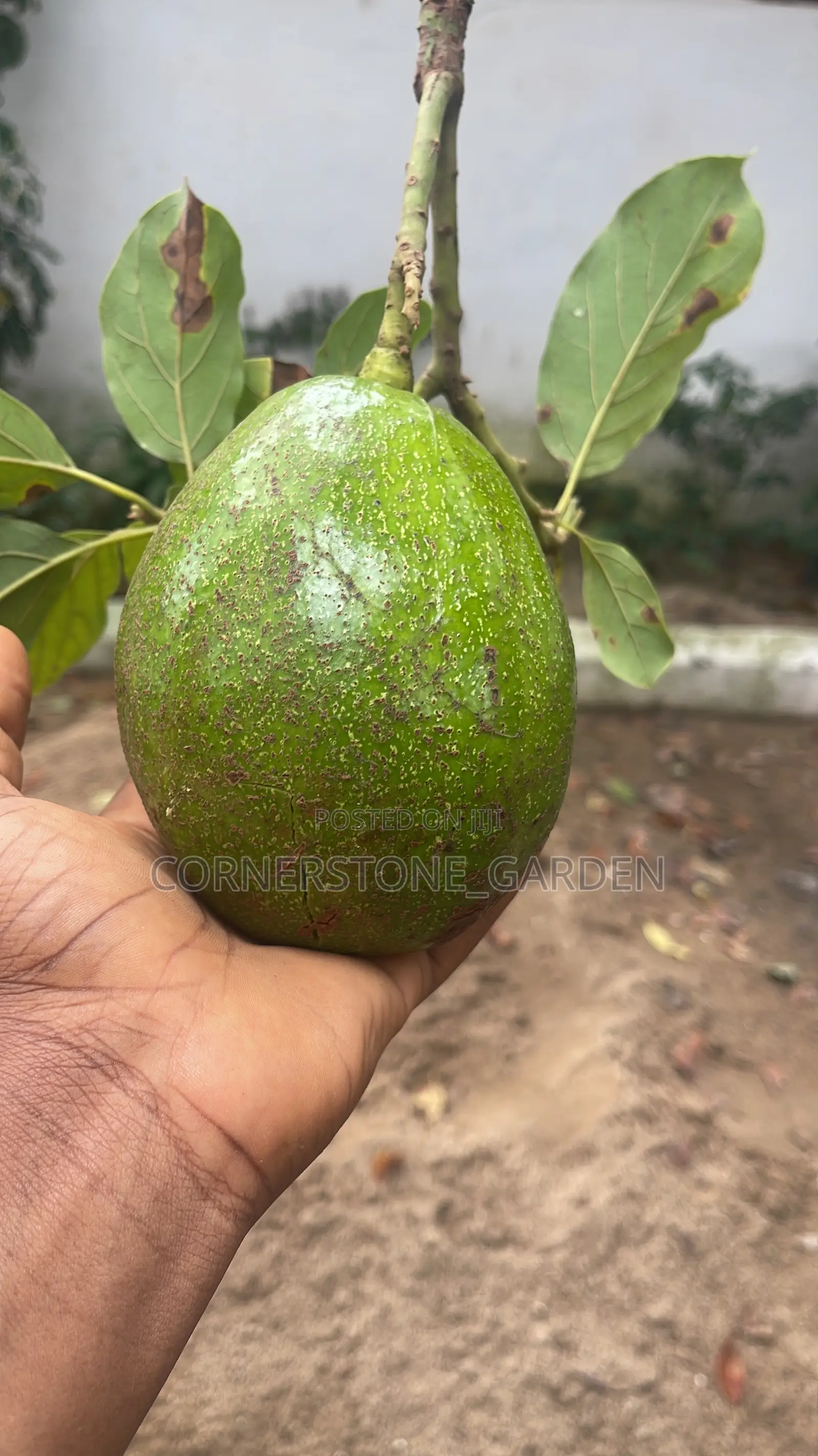 Avocado Pear