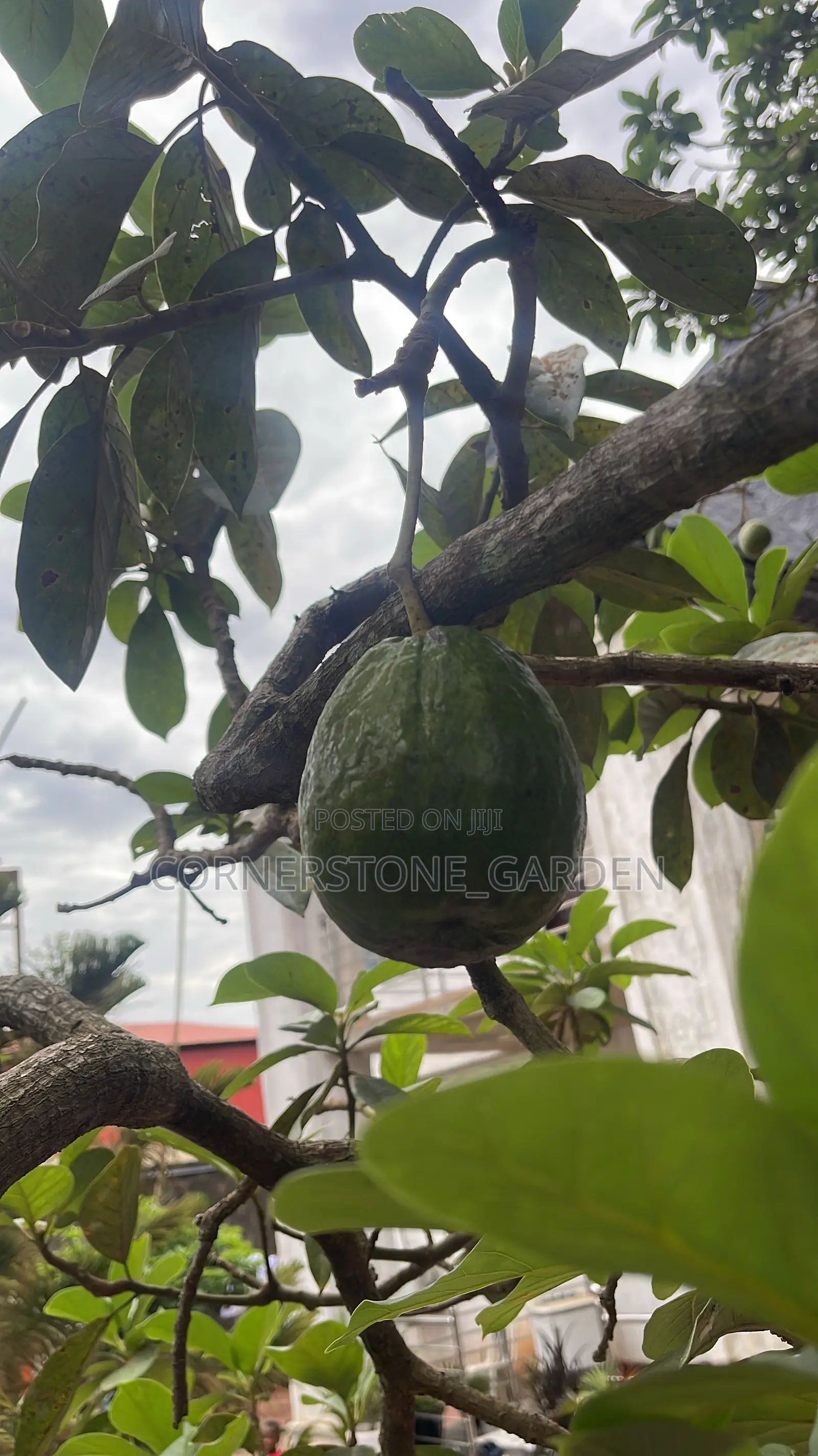 Avocado Pear