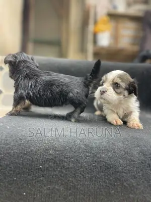0-1 month Male Purebred Lhasa Apso