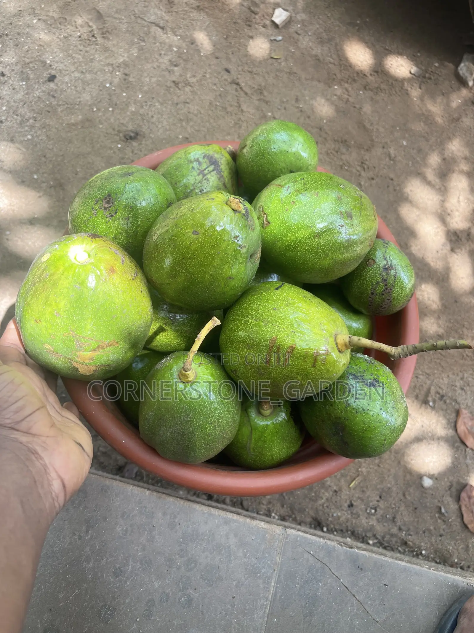Avocado Pear