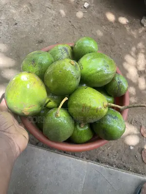 Avocado Pear