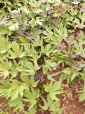 Orange Fleshed Sweet Potato Vines