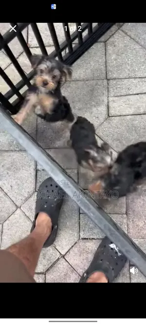 0-1 month Female Purebred German Shepherd