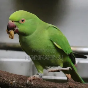 Healthy Pet Parrot