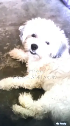 1+ year Male Purebred Lhasa Apso