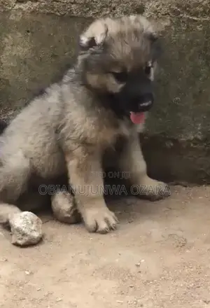 1-3 months Female Purebred Caucasian Shepherd