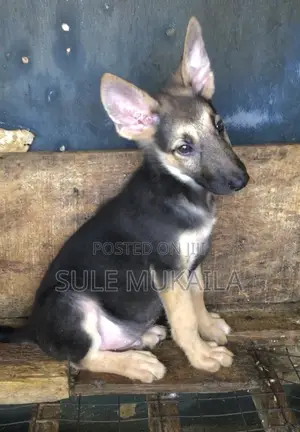 3-6 months Male Purebred German Shepherd