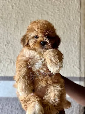 1-3 months Female Purebred Lhasa Apso