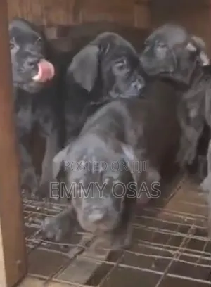 1-3 months Male Purebred Cane Corso