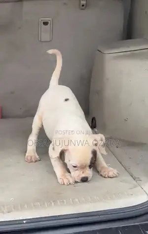 1-3 months Female Purebred American Bulldog