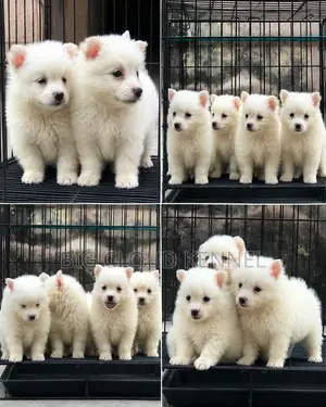 1-3 months Female Purebred American Eskimo