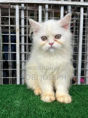 1-3 months Female Purebred Persian