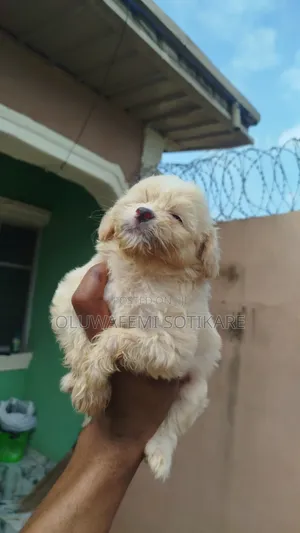1-3 months Male Purebred Lhasa Apso