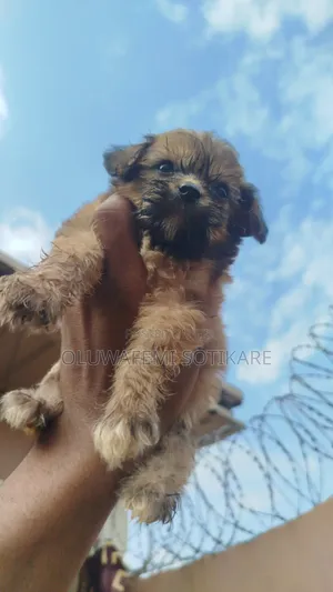 1-3 months Female Purebred Lhasa Apso