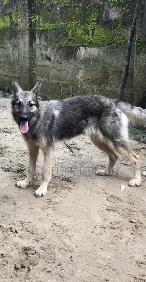 6-12 months Female Purebred German Shepherd