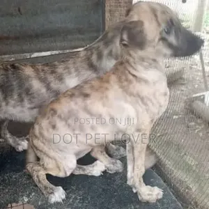 1-3 months Female Purebred Boerboel