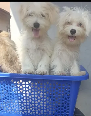 1-3 months Female Purebred Lhasa Apso