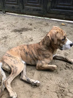 6-12 months Male Purebred Boerboel